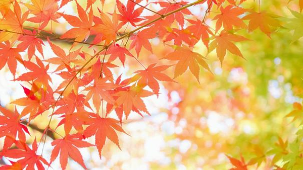 夏の疲れは“秋になってから”出ることも 〜今から生活リズムを整えて、元気な秋へ〜